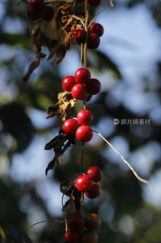 白色bryony Bryonia dioica成熟红色浆果